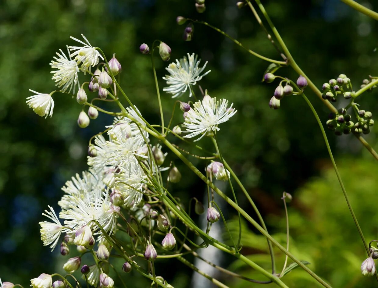 Thalictrum contortum. Василистник скрученный. Thalictrum flexuosum. Василистник Кемский строение. Василистник семена купить