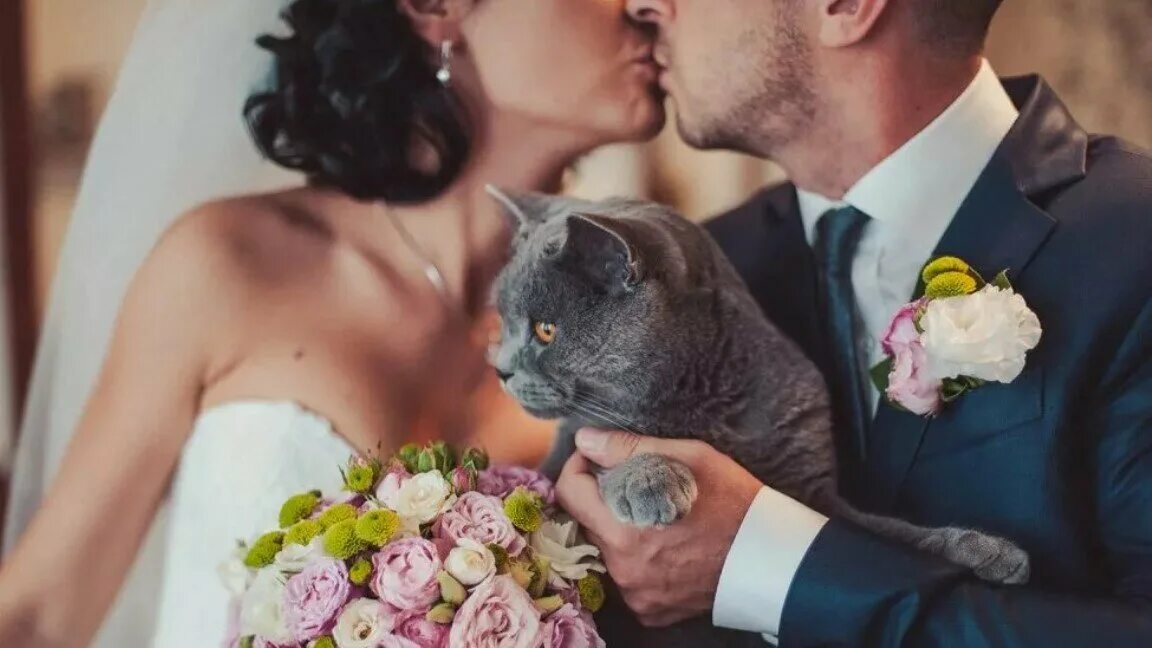 Свадебные коты. Свадебная фотосессия с котом. Кот невеста. Фотосессия невеста и кот.