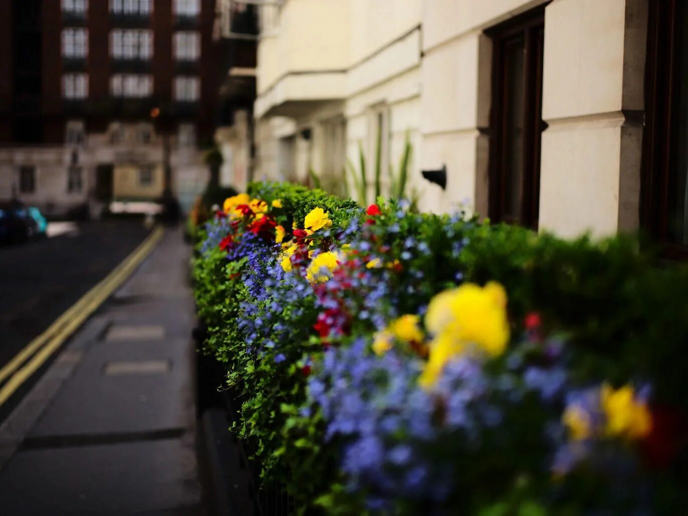 Street of flowers. Цветы на улице. Летние цветы Лондон. Mayfair цветы. Зеленая улица цветы.