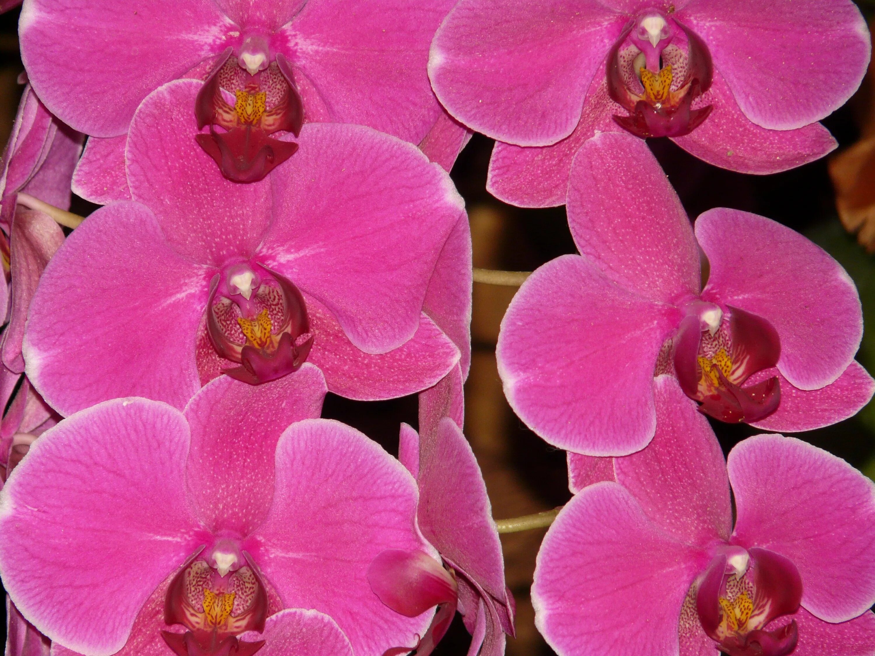 Розовая орхидея с розовой губой. Орхидея phalaenopsis. фаленопсис cobrion. фаленопсис пинк дрим. орхидея phalaenopsis cobrion.