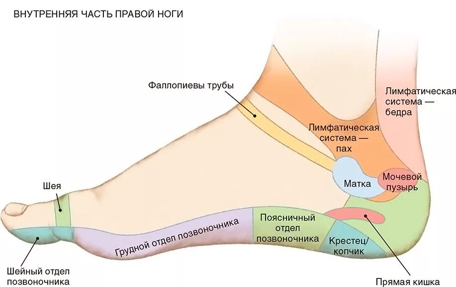 Внутренняя поверхность тела. Название частей подошвы стопы. проекция внутренних органов на стопе правой ноги человека. внешняя и внутренняя часть стопы. зоны ступни названия.