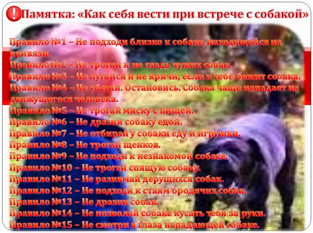 Что делают при встрече. Правила поведения с собаками. поведение при встрече с собакой. как вести себя с собакой. памятка как вести себя при встрече с собакой.
