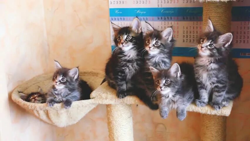 Котята мейн-кунов, возраст 2 месяца - Сообщество "Зверьё Моё" на DRIVE2
