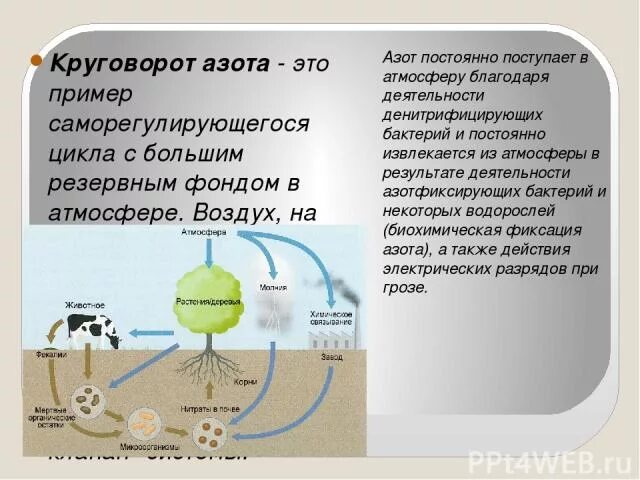 Установите последовательность круговорота азота в атмосфере. Круговорот веществ азота. Круговорот азота в природе схема. Круговорот углерода и азота в биосфере. Биологический круговорот азота.