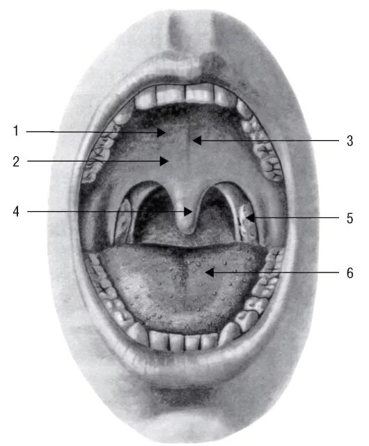 Твердое небо полости рта. Небно язычная дужка строение. Строение зева полости рта. Зев полости рта анатомия. Мягкое небо ротовой полости строение.