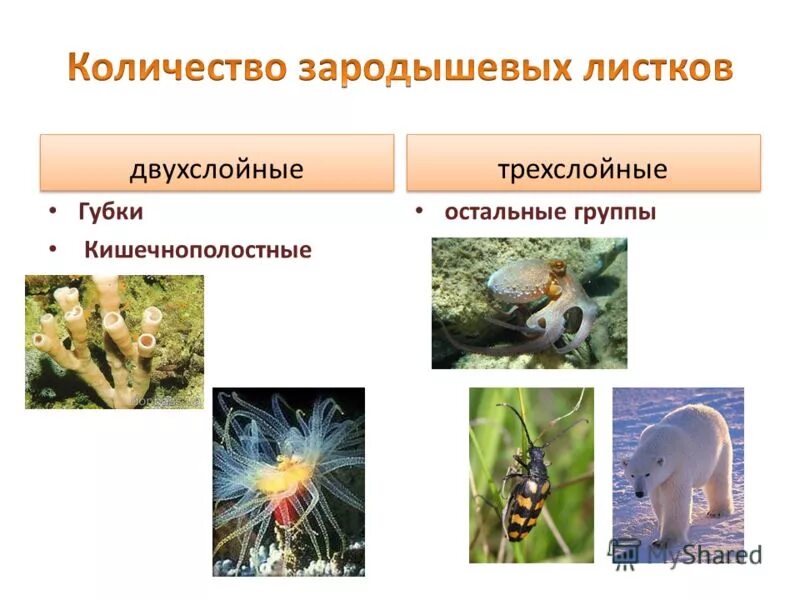 Тип двухслойных животных. В царстве животных. двухслойные животные. губки царство животные. двухслойные и трехслойные животные.