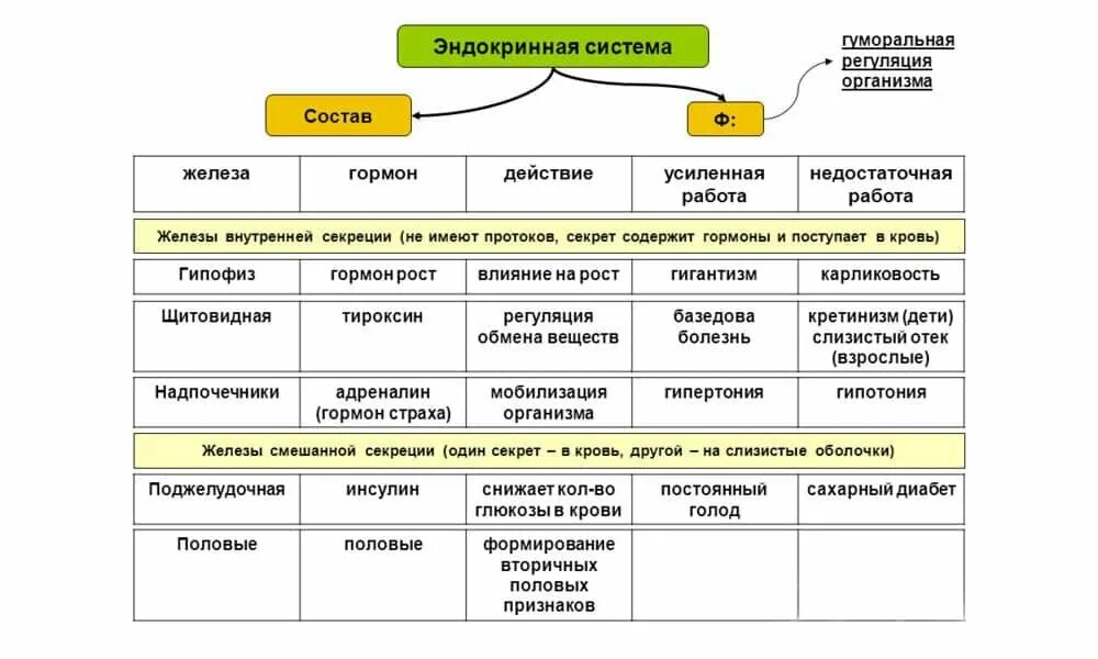 Функции желез внутренней секреции 8. Эндокринная система железы внутренней секреции таблица. эндокринная система строение и функции желез таблица. эндокринные железы и их функции эндокринная железа гормоны функции. железы внутренней секреции схема егэ.