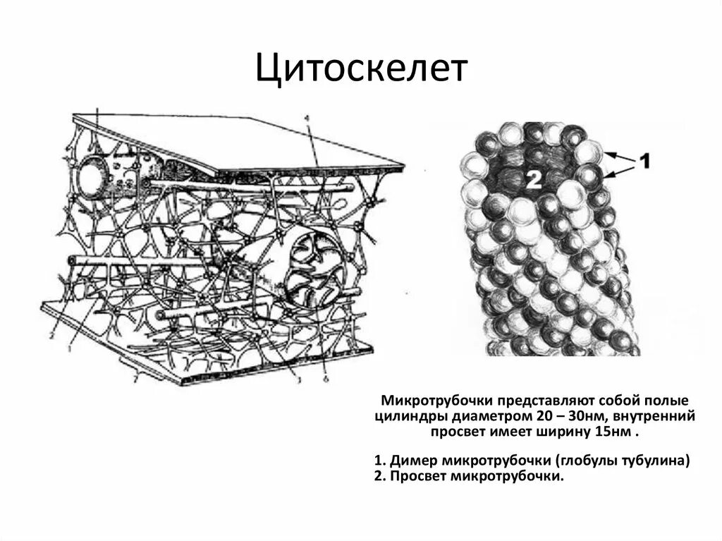 Цитоскелет на рисунке клетки. Цитоскелет микротрубочки строение. Цитоскелет строение гистология. Строение цитоскелета растительной клетки. Микрофиламенты цитоскелета.