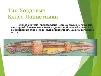 Тип нервной системы у хордовых животных