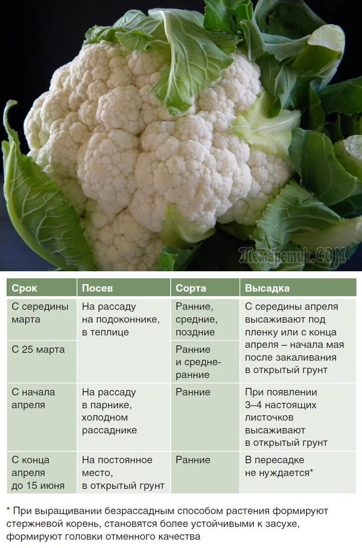 Цветная капуста. Цветная капуста в открытом грунте. Соцветие цветной капусты. Строение цветной капусты. В каком месяце сеять капусту на рассаду