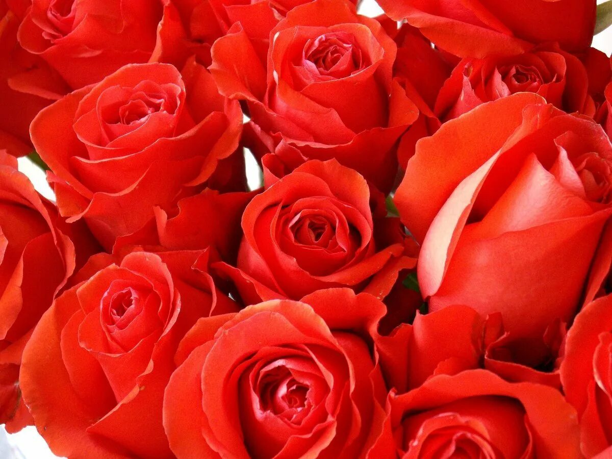 Красное ото. Алые розы. Цветы розы красные. Шикарный букет алых роз. Красивые Алые розы.