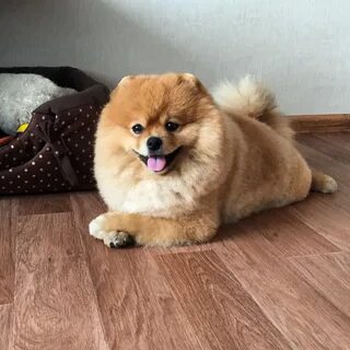 Шпиц персиковый