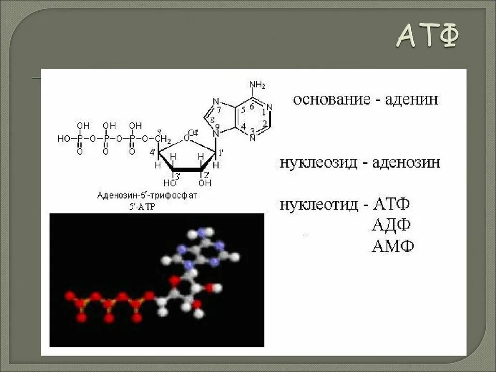 Атф основания. Строение молекулы АТФ. Аденин структура. Структура нуклеозидов и нуклеотидов. Строение мономера АТФ.