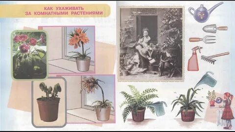 Окружающий мир как ухаживать за комнатными растениями