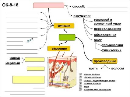Конспект урока биологии 8 класс