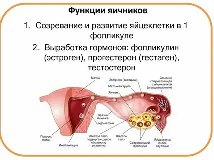Забор яйцеклеток у женщин