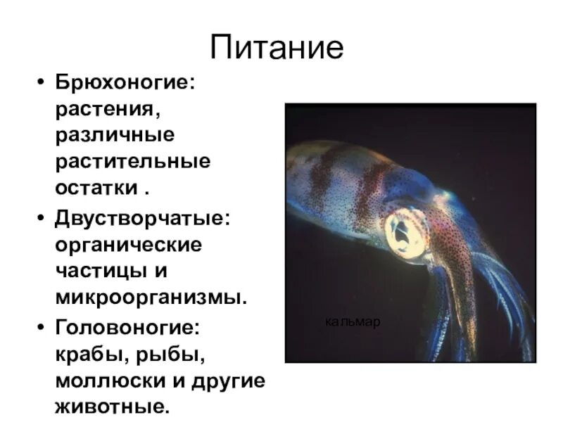 Тип питания моллюсков. Брюхоногие двустворчатые головоногие. питание голововоногие моллюски. питание головоногих моллюсков таблица. способы питания моллюсков.