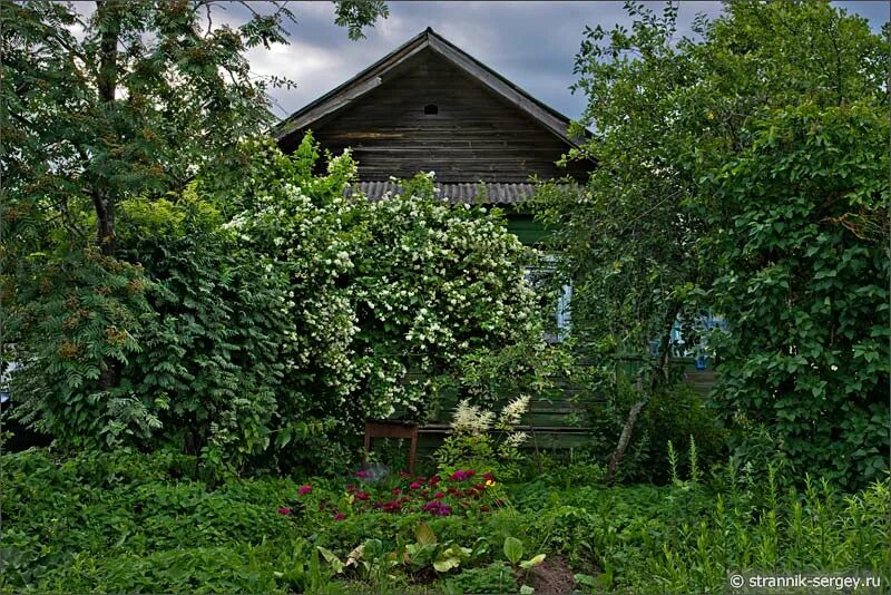 Заросший дом в деревне. Палисад рябина деревня. Палисад деревня кусты. Заросший сад в деревне.