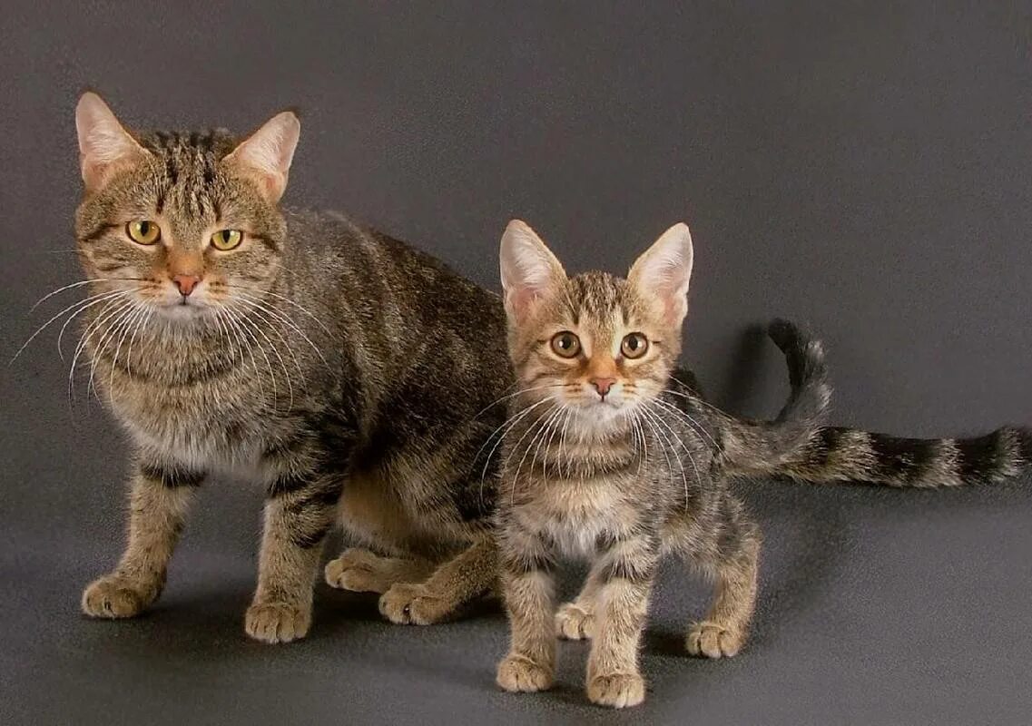 Другая порода кошек. Европейская короткошерстная табби тигровый. Европейская короткошерстная кошка. Европейская короткошерстная (Кельтская). Кельтская кошка европейская короткошерстная.