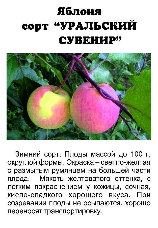 Яблоня уральское описание сорта. Сорт яблони уральский сувенир. сорт яблок уральский сувенир. яблоня уральское розовое. сорт яблони сувенир алтая.