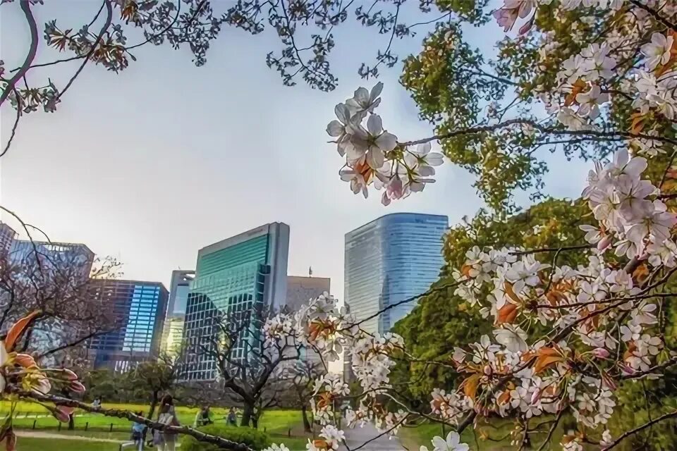 Япония город токио. Минато мирай йокогама. Япония токио. Солнце токио курск кулакова кафе. Небесный парк токио.