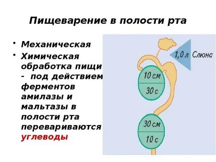 Обработка пищи в полости рта