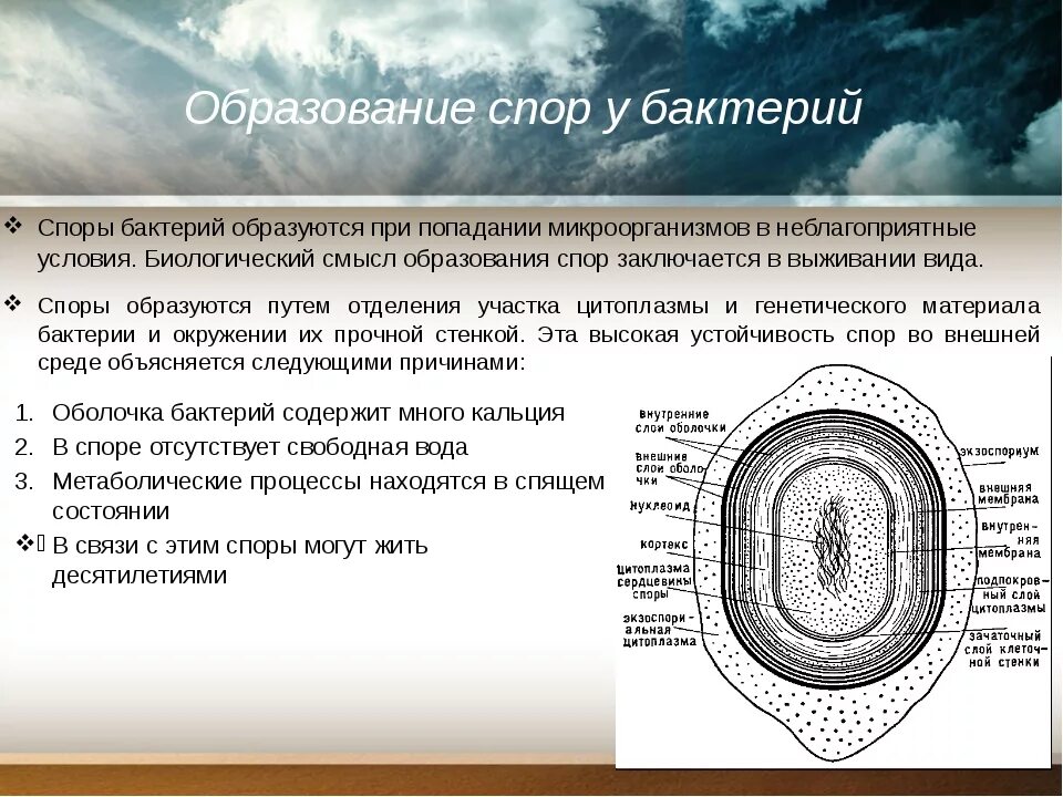 У бактерий при неблагоприятных условиях жизни. Споры бактерий условия образования. Споры бактерий, строение, условия образования. Строение бактериальной споры. Спора бактерий структура.