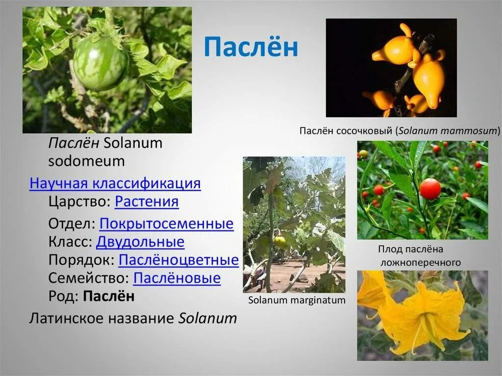 Пасленовые примеры названия. Двудольные растения пасленовые. семейство пасленовые плод. паслен клубненосный семейства пасленовых. описание характеристика картофеля семейства пасленовые.