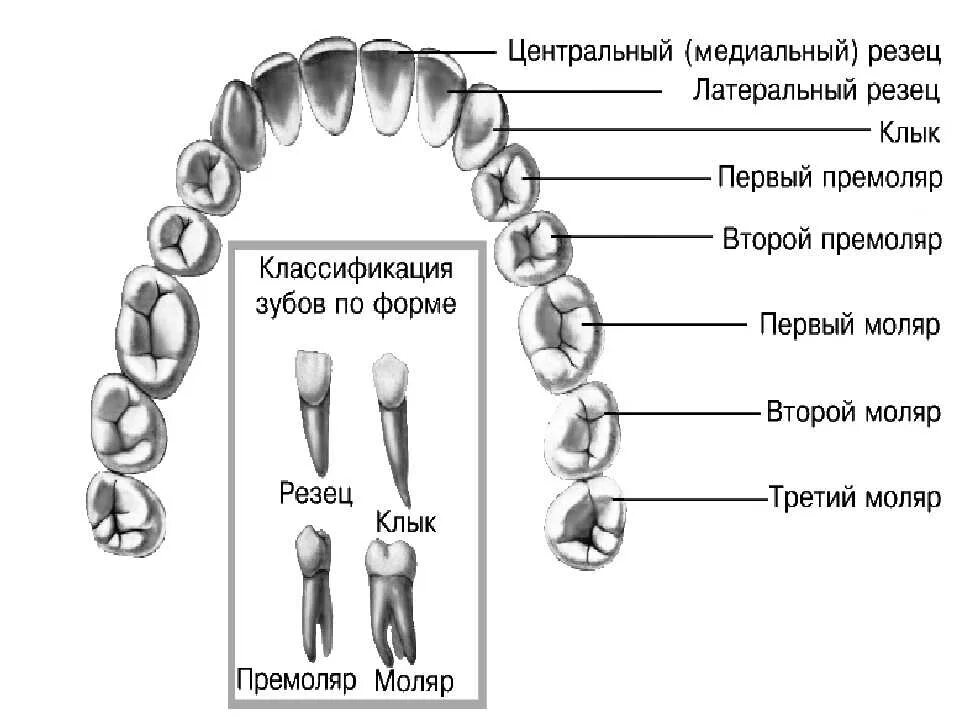 Название зубов. Расположение и название зубов. Название зубов у человека. Схема зубов с названиями.