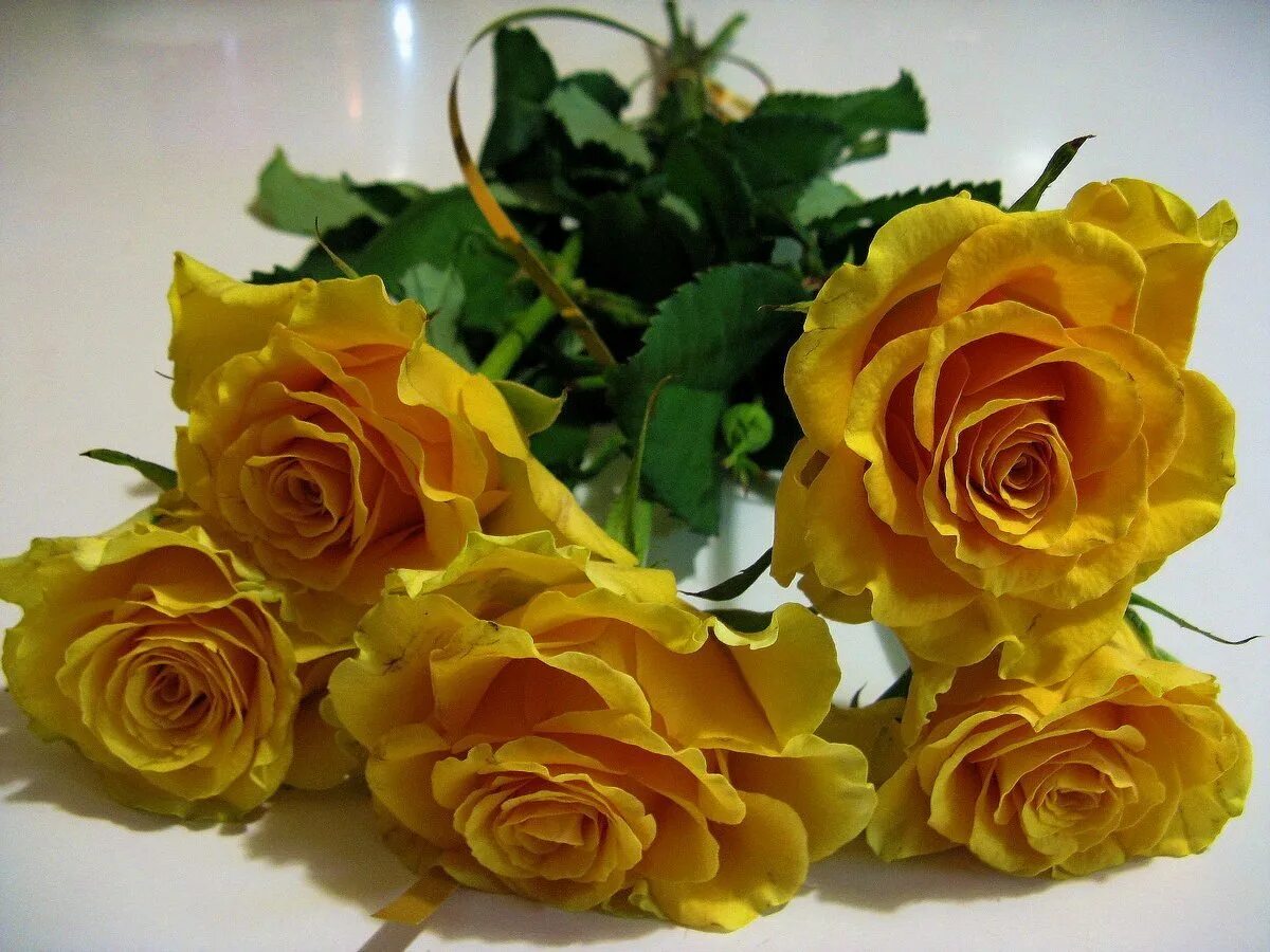 Открытка с желтыми розами. Букет желтых роз. Шикарный букет желтых роз. Красивые желтые розы. Букет желтых роз открытка.
