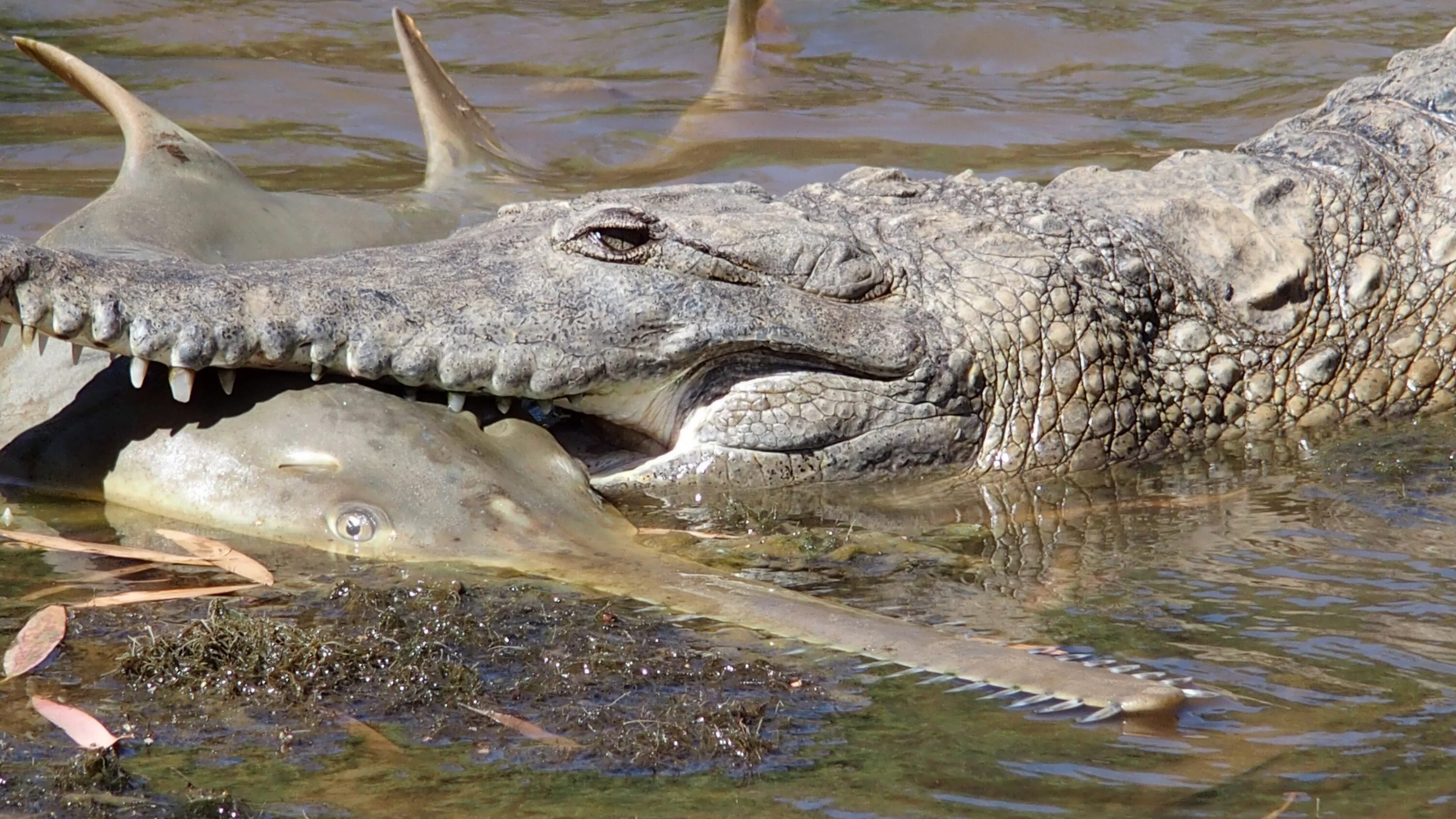 Змея крокодил акула. Гребнистый крокодил. Австралийский гребнистый крокодил. Узкорылый крокодил. Австралийский узкорылый крокодил.