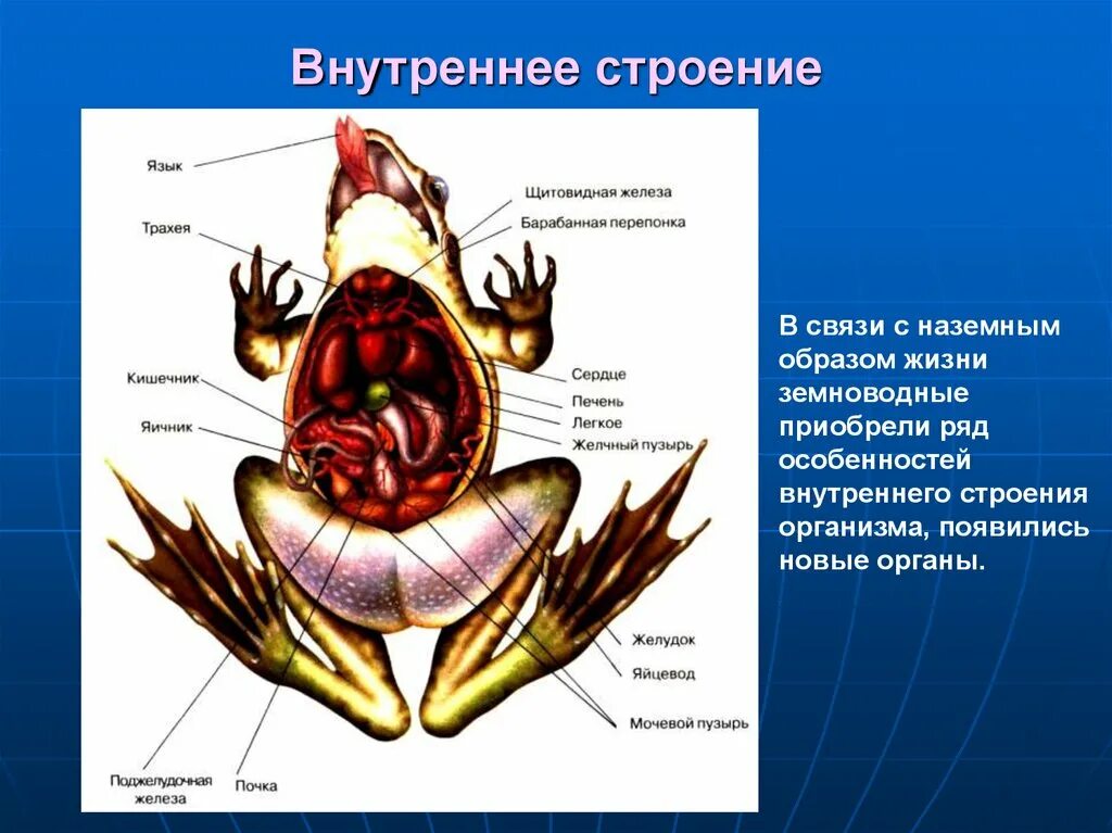 Особенности строения класса земноводные. Внутреннее строение земноводные биология 7 класс. внутреннее строение амфибии земноводные. щитовидная железа внешнее строение внутреннее строение. щитовидная железа у земноводных.