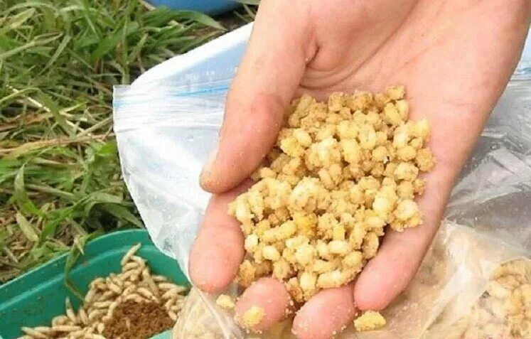 Как сварить перловку для прикормки. Прикормка для карася перловка. прикормки на рыбалке перловка. пшеница для рыбалки. прикормка из перловки для рыбалки.