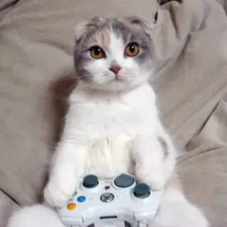 Кот игроман дорс 2