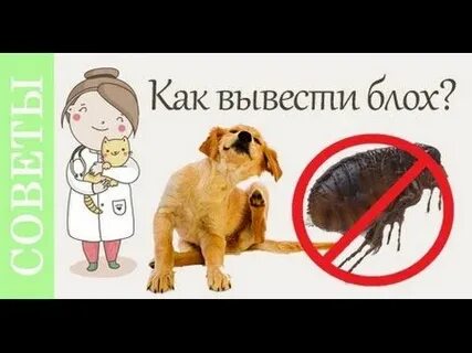 Женщина как собака без блох