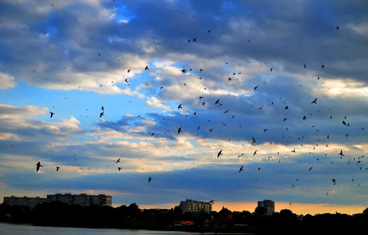 Ласточки низко летают. Птицы низко летают к дождю. Птицы над домом. Стрижи в небе птицы.