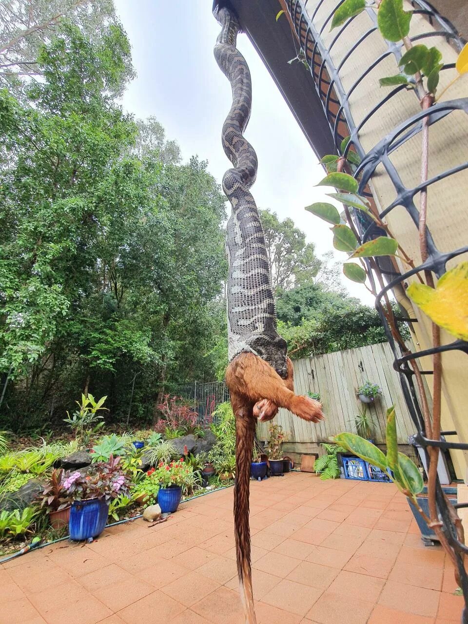 University researchers discover new species of venomous snake