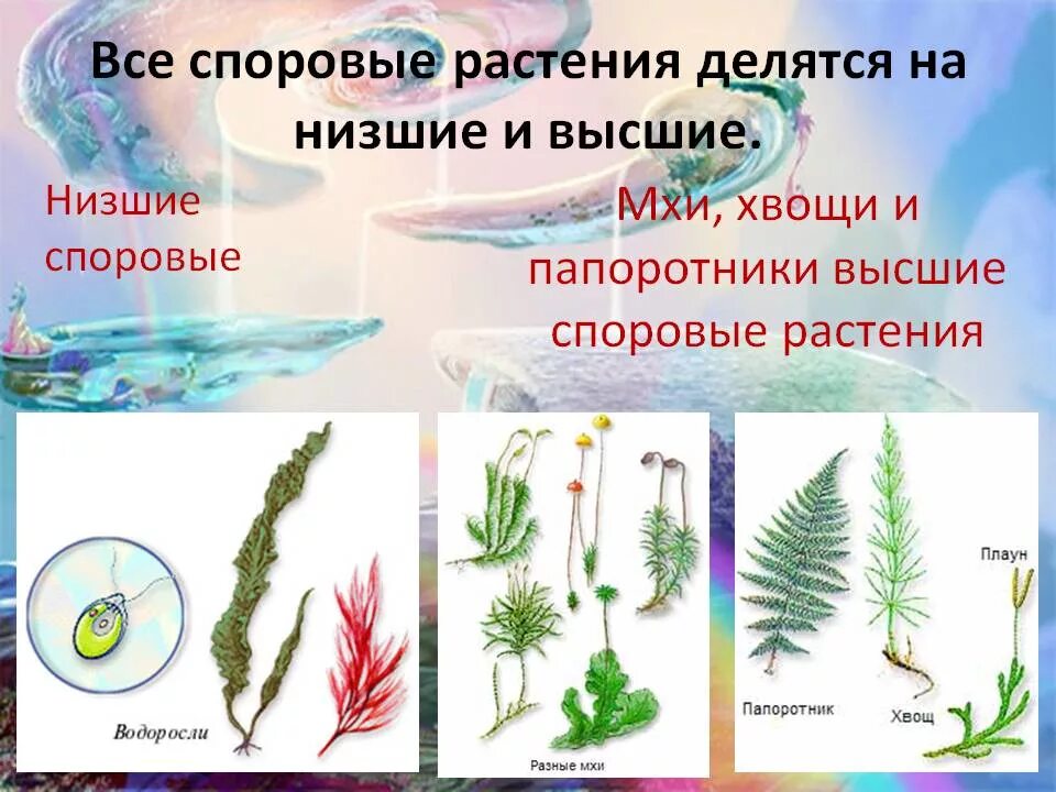Строение низших и высших растений