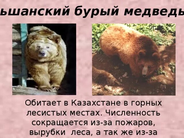 Медведь занесен в красную книгу или нет. Медведь красная книга. кавказский бурый медведь красная книга. бурый медведь красная книга.