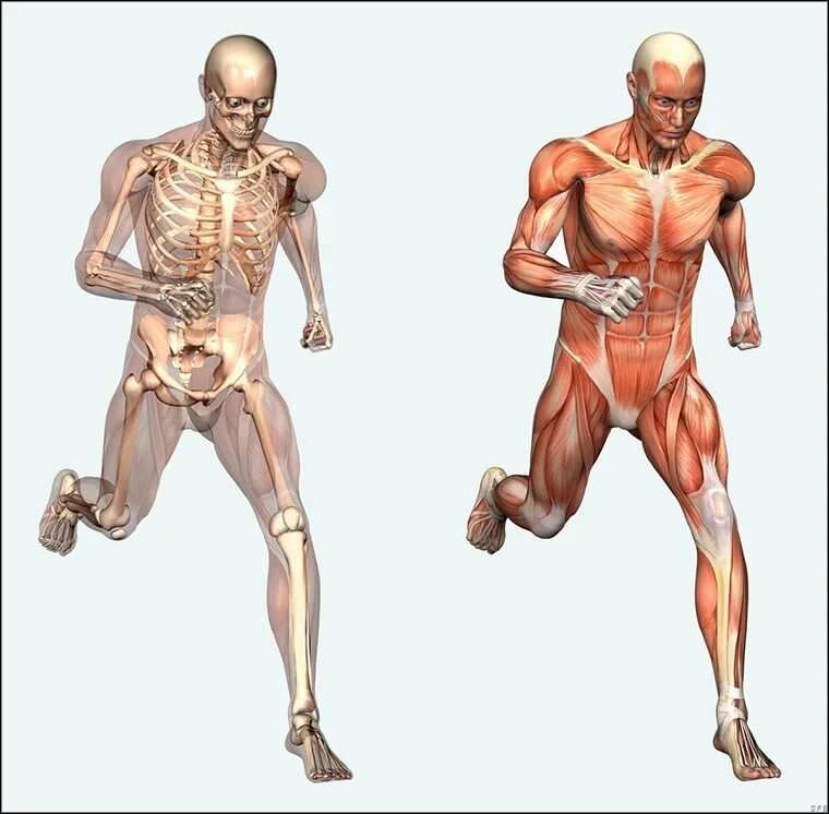 Опорно двигательный аппарат. Скелетно-мышечная система человека. Опорно-двигательный аппарат человека. Мышцы опорно двигательного аппарата.