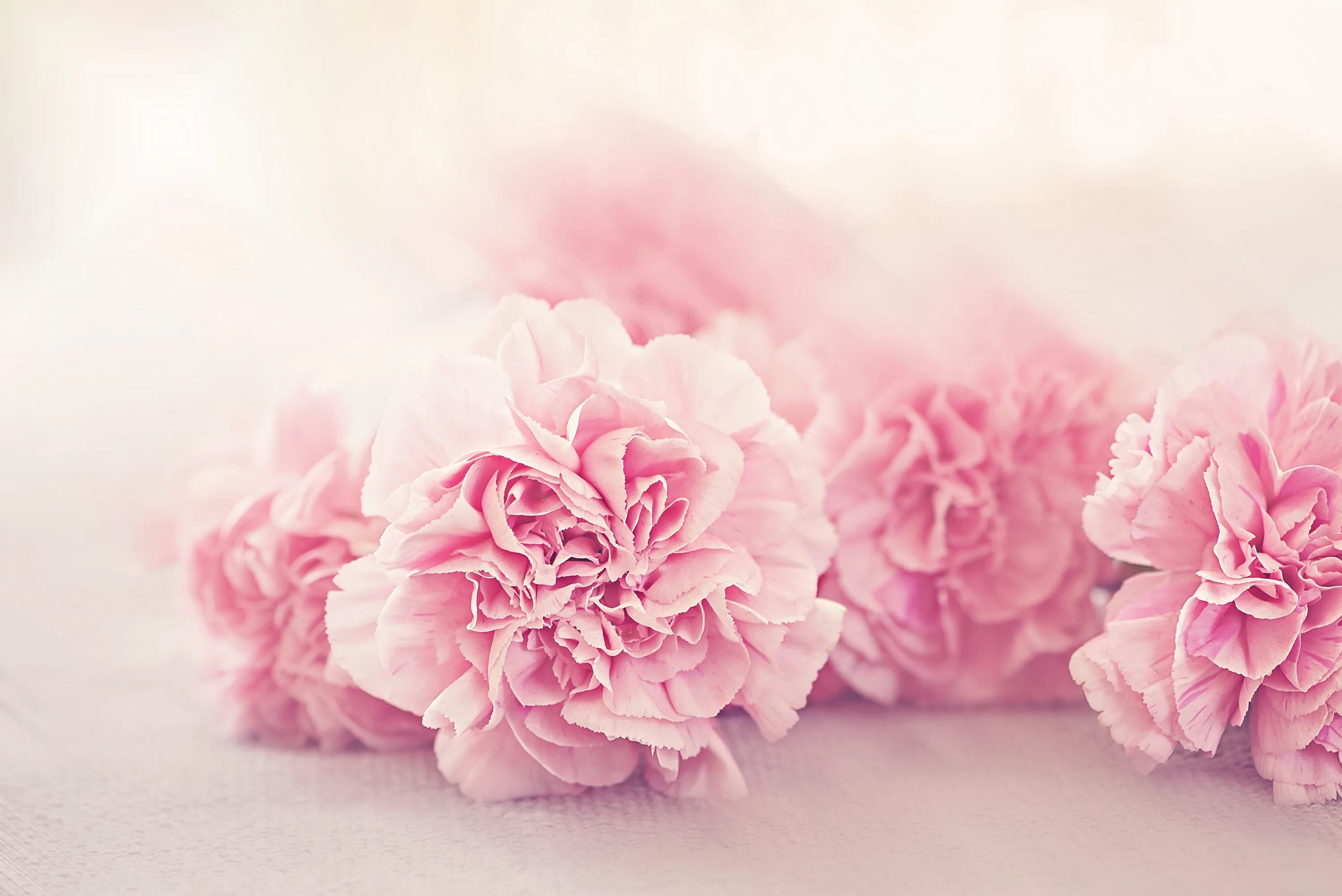 Пиони пинк (peony pink). Нежные пионы. Пион нежно персиковый. Нюдовые пионы. Пудровые пионы.