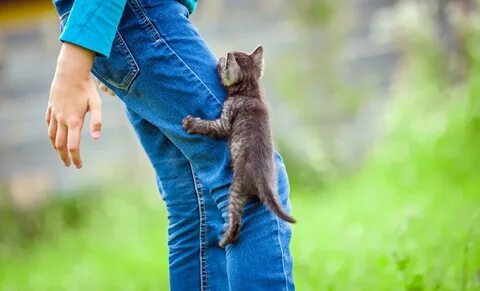 Котенок хватает за ноги