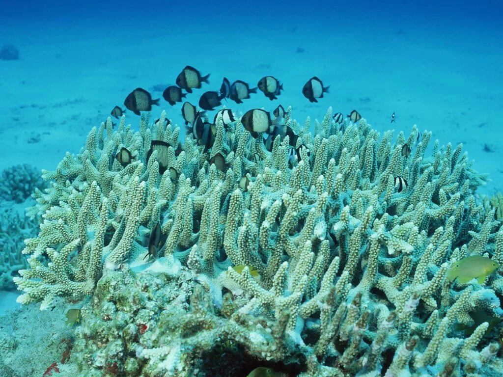 Группа морских организмов на дне океана. Коралл Санго остров Окинава. Коралл морской Окинава. Подводный мир с Жак Ив Кусто кораллы. Окинава Япония кораллы.