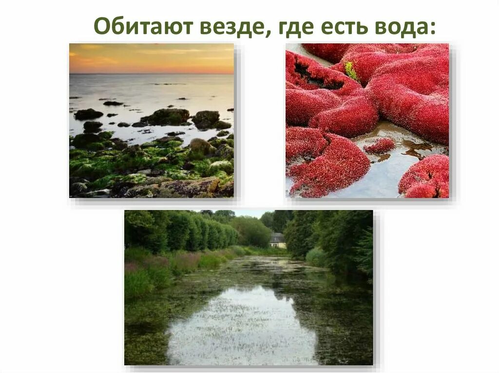 Где есть вода. Тип дыхания водорослей. Вода есть везде. Питание и дыхание водорослей.