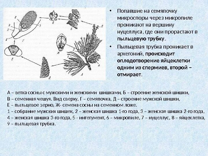 Пыльцевая трубка у голосеменных. Строение микроспоры голосеменных. Схема плодолистиков голосеменных. Жизненный цикл голосеменных схема. Формирование мужского гаметофита