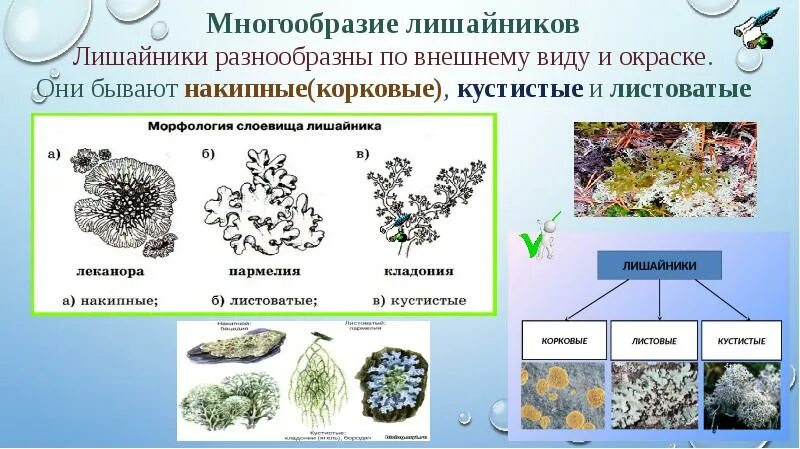 Многообразие лишайников. Жизненные формы лишайников. Внешний вид лишайников. Лишайники накипные листоватые.