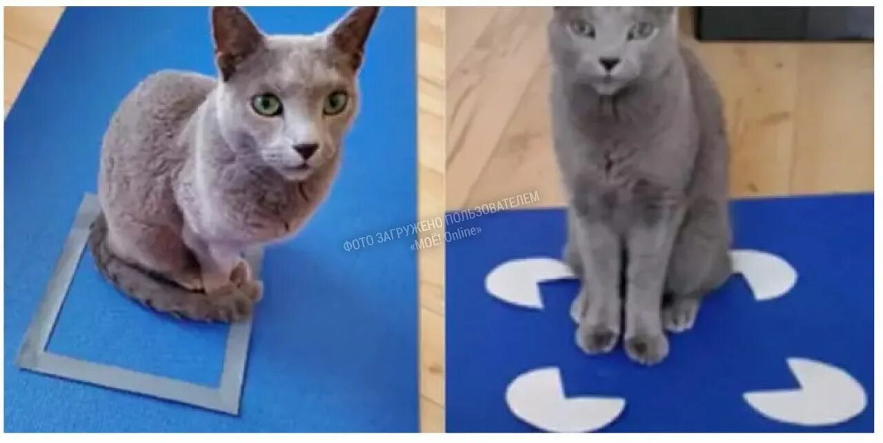Кот квадратный какая. Квадратный кот. Коты в квадрате. Кот в квадрате из скотча. Квадрат на полу для кота.