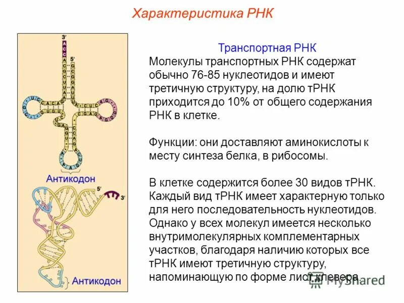 Молекула рнк и информация. Транспортная РНК. ТРНК. Молекула ТРНК. Синтез транспортной РНК.