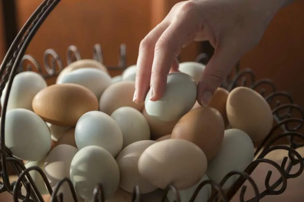 Гора куриных яиц. Куриные яйца во сне. Реклама яиц куриных. Снились яйца куриные. Аппетитные куриные яйца.