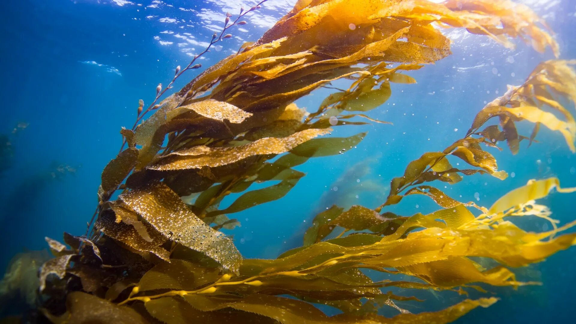 Водоросли келп ламинариевые. Kelp Seaweed. Kelp algae. Морские водоросли белого моря.